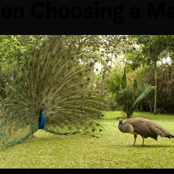 SET of 2: Peacock Earrings and Necklace - Picture 10 of 10